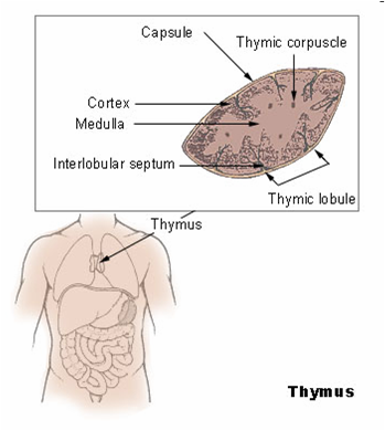 thymus.png